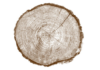 Obraz premium Close up view of a tree stump showing detailed growth rings and bark texture