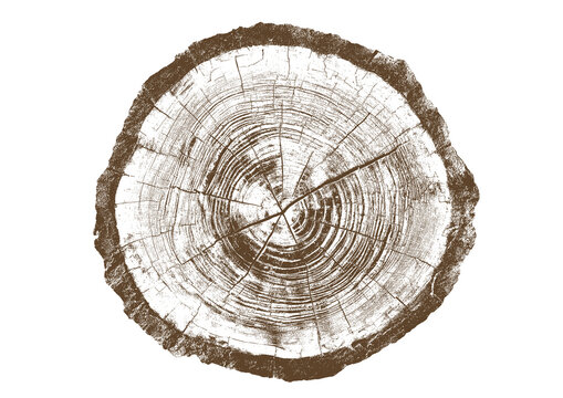 Close up view of a tree stump showing detailed growth rings, brown bark texture