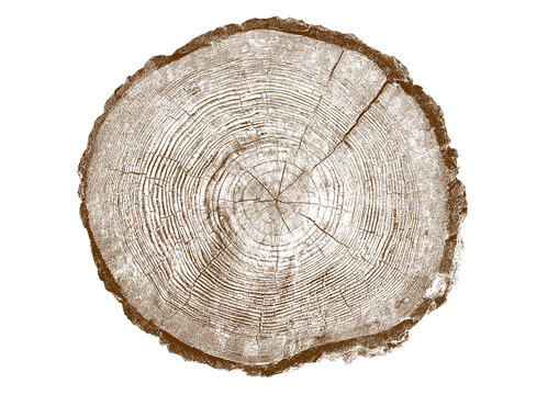 Close up view of a tree stump showing detailed growth rings and bark texture
