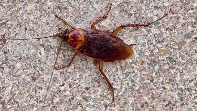 American cockroach pest crawling on concrete floor