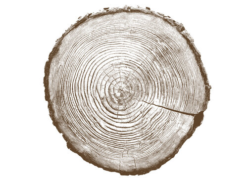 Close up view of tree stump showing detailed growth rings, brown bark texture