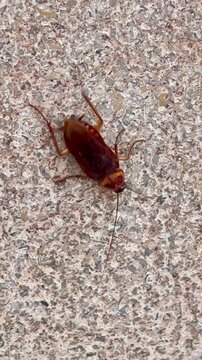 American cockroach pest crawling on concrete floor
