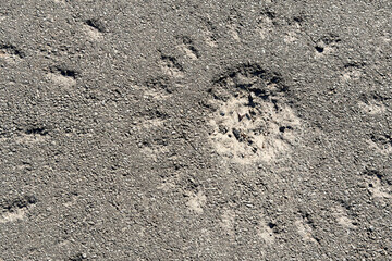 Artillery shell impact crater on damaged rough road background © reddish