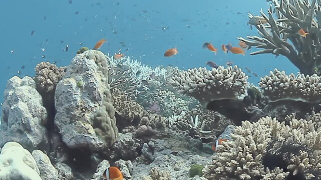 Explore a vibrant underwater world where colorful corals flourish and tiny fish dart among the rocks. This lively marine habitat showcases nature's beauty in a warm tropical sea at midday.