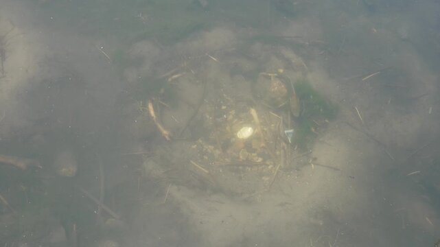 A close-up underwater view showing a single fish, possibly a bass or sunfish, repeatedly swimming in tight circular patterns over a meticulously cleared, sandy depression, likely guarding a nest.