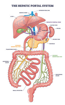 Hepatic portal system diagram shows venous flow from intestines to liver, key parts, hepatic portal vein, liver, small intestine, transparent background