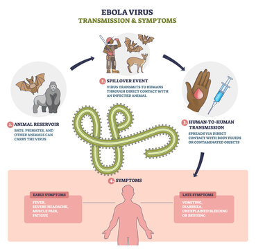 Ebola virus outline shows transmission and symptoms, virion, bats, and human figure highlight spillover, body-fluid spread, and illness stages, transparent background