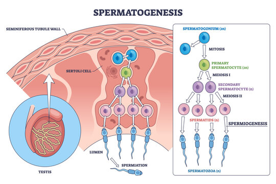Spermatogenesis brief diagram shows stages from spermatogonia to spermatozoa in a seminiferous tubule with Sertoli cells, transparent background. Key objects, spermatogonium, spermatocyte, sperm.