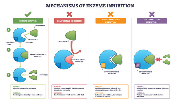 Inhibition diagram shows how enzymes are blocked by inhibitors, comparing competitive, noncompetitive, and uncompetitive modes, key objects, enzyme, substrate, inhibitor, transparent background.