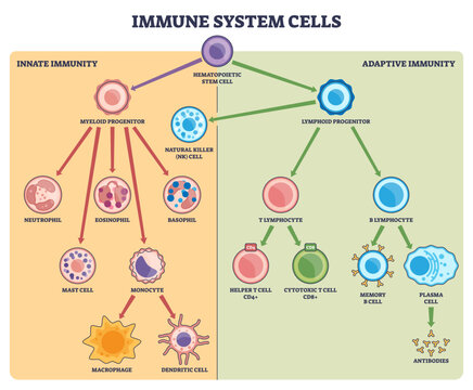 Immune system cells diagram showing innate and adaptive branches, highlighting hematopoietic stem cell, T lymphocyte, and B lymphocyte to explain defense pathways, transparent background.