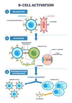 B-cell activation diagram shows naive B cell, helper T cell, and antibodies progressing from recognition to clonal expansion and response for humoral immunity, transparent background