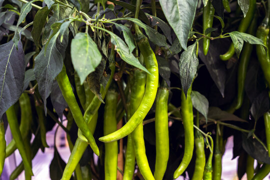 Fresh green chili peppers hanging heavily on plants in organic agricultural farm greenhouse. Vibrant green cayenne peppers in organic greenhouse. Abundant harvest of green chilies in agriculture field