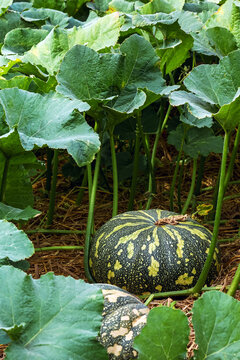 Green striped pumpkins growing on straw mulched soil surrounded by large lush green leaves in organic agricultural farm field. Fresh green kabocha pumpkins. Organic pumpkin patch with green foliage.