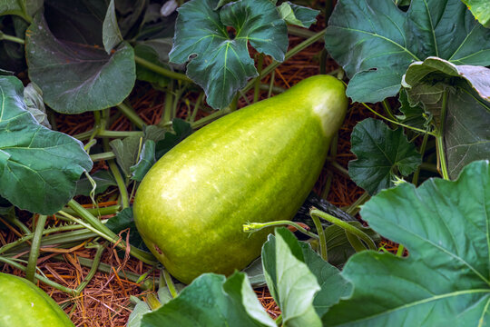 Large pale green bottle gourd growing on straw mulched ground surrounded by lush green leaves in organic agricultural farm. Fresh calabash squash. Organic long gourd growing on straw mulched soil.