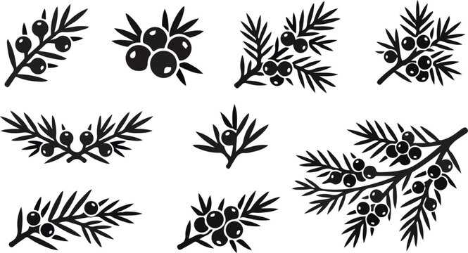 Juniper berry and pine branch vector icon set silhouette