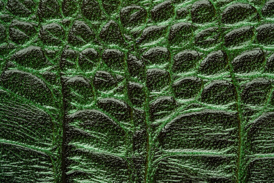 Green embossed leather texture close up detail for luxury backgrounds