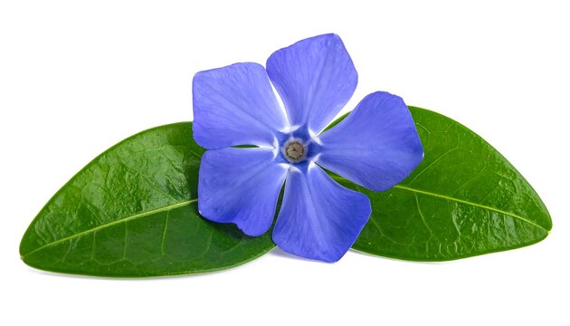 Blue butterfly resting on green leaf surface.