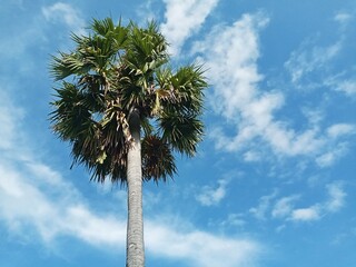 Tall Asian palmyra palm tree against blue sky background, clear sky with soft clouds © Arif Rahman Awahab