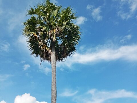 Tall Asian palmyra palm tree against blue sky background, clear sky with soft clouds