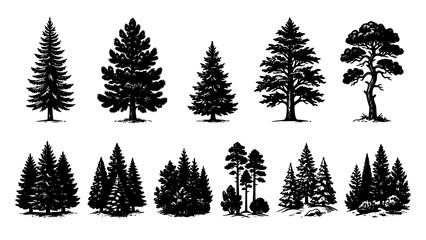 Collection of hand drawn black ink silhouettes of various coniferous pine and fir trees © Chadni