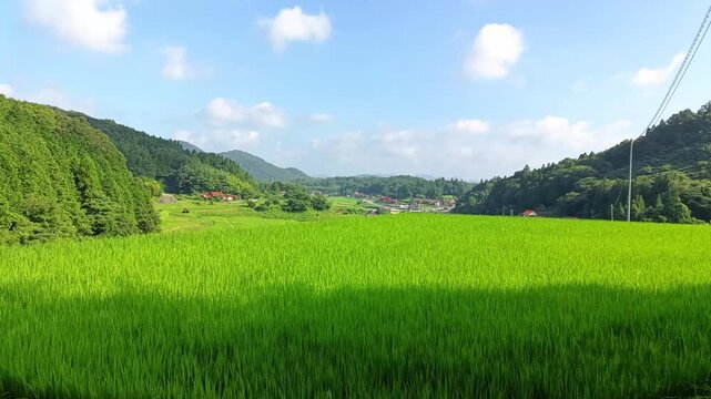 Lush Green Rice Field Swaying in Summer Breeze with Rural Mountain Landscape
