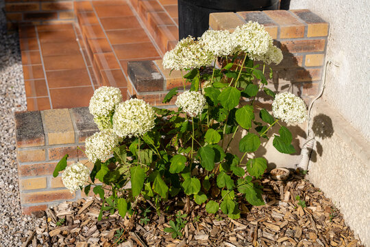 Un buisson d'hortensia en pleine floraison avec de grandes boules de fleurs blanches dans un jardin ensoleill&eacute; pr&egrave;s d'une maison.