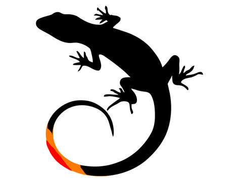 Black silhouette of a lizard with a colorful striped tail
