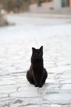Black cat sitting on a stone walkway in Athens, Greece, framed by historic architecture and a quiet urban setting.