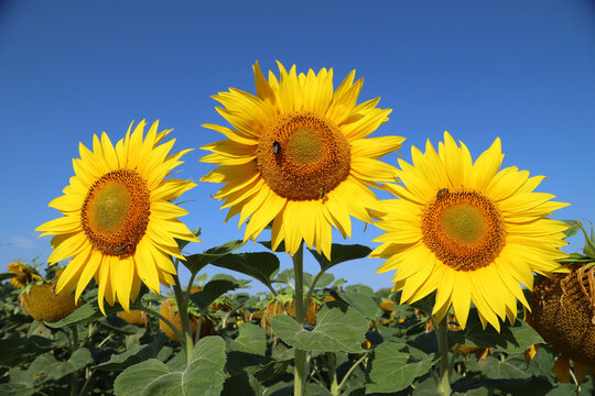Three large sunflowers bloom in a green field beneath a vivid blue sky, conveying summer, warmth and nature while bees forage on the bright yellow petals and seed heads.