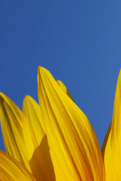 Close-up view of vibrant yellow sunflower petals filling the frame against a clear blue sky, evoking summer warmth, optimism, nature and minimalist botanical beauty.