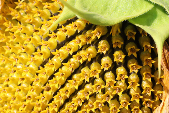 Close-up image of sunflower disk florets and developing seeds showing repeating spiral pattern, yellow color and textured green bracts &mdash; useful for botany, nature, gardening and background designs.