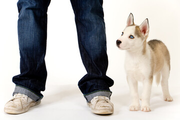 Cute husky puppy on white seamless © Chris Rose
