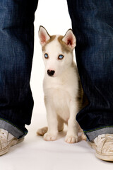 Cute husky puppy © Chris Rose