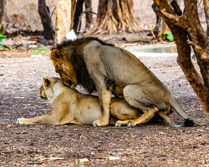 A pair of Asiatic lions mates during the breeding season, displaying natural reproductive behavior. Frequent mating helps improve fertilization success and supports the continuation of wild lion popul © Lathish