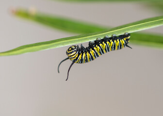 Macro of a monarch butterfly caterpillar (danaus plexippus) on a milkweed leaf. On a plain background. © Corry Anne