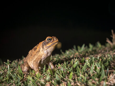 Macro of a cane toad (rhinella marina) sitting on grass at night. 