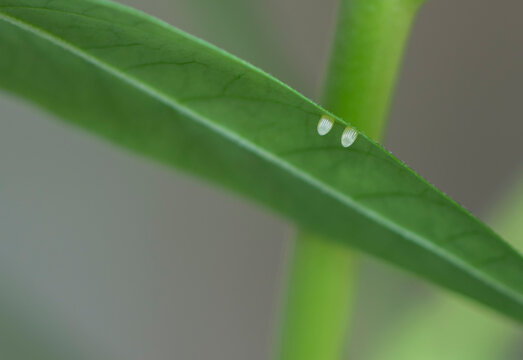 Two monarch butterfly eggs (danaus plexippus) side by side on a milkweed (asclepias) leaf. 