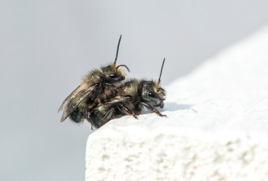 Macro of mason bees (osmia) mating.