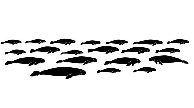 Black silhouettes of manatee herd swimming vector illustration on white background