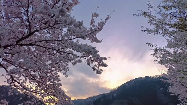 Spring Sunrise with Cherry Blossoms and Rural Mountain Landscape