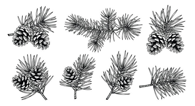 Set of detailed hand drawn pine cones and dark branches of fir tree in an elegant vintage engraving style.
