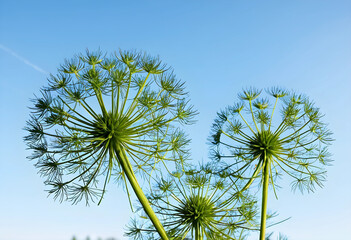Fototapeta premium Two mature dill plants against clear blue sky