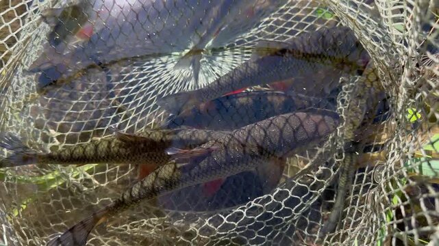 Freshwater roach caught in a keepnet in sunlit river shallows, followed by a wide view of the river with rapids, reeds and willow banks