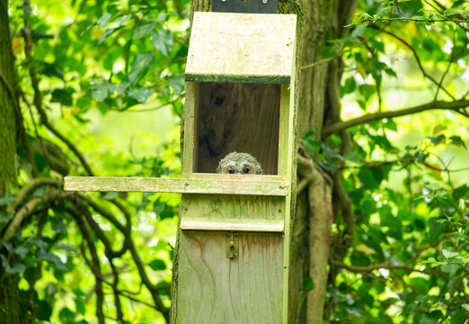 Peeping Tawny Owl chick