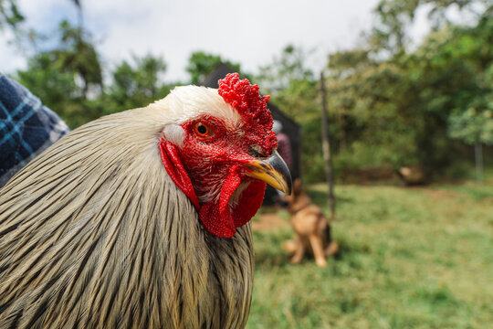 Rooster looking alert on a farm in a close-up