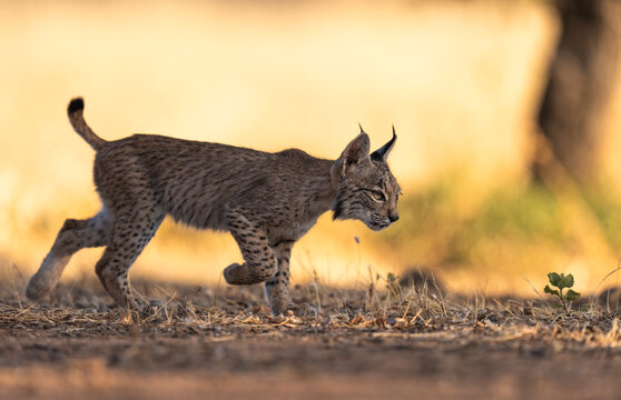 Iberian Lynx Cub Walks In A Forest At Sunset  