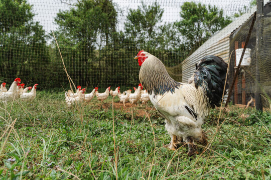 Brahma rooster protecting white hens at farm