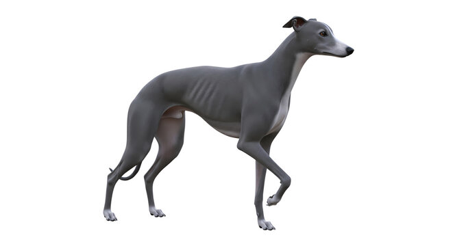 Greyhound dog breed illustration isolated on white background for veterinary or pet care concepts