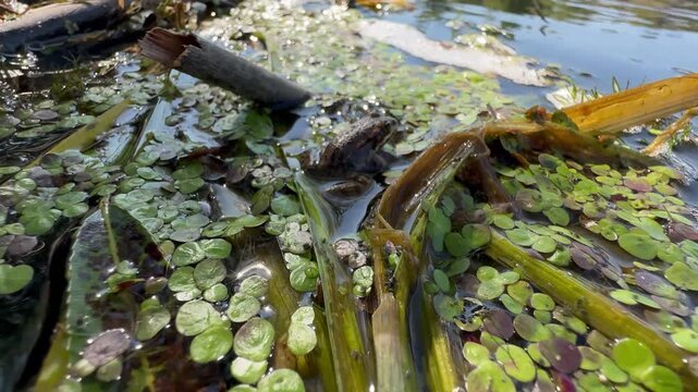 Small brown frog resting motionless in duckweed and floating plants on a shallow sunlit pond, natural camouflage in a summer wetland, filmed handheld in macro