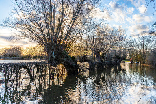 The sun setting over pollarded willows in Gabb Lane flooded by the River Severn in February 2026 at Apperley, Gloucestershire, England UK
